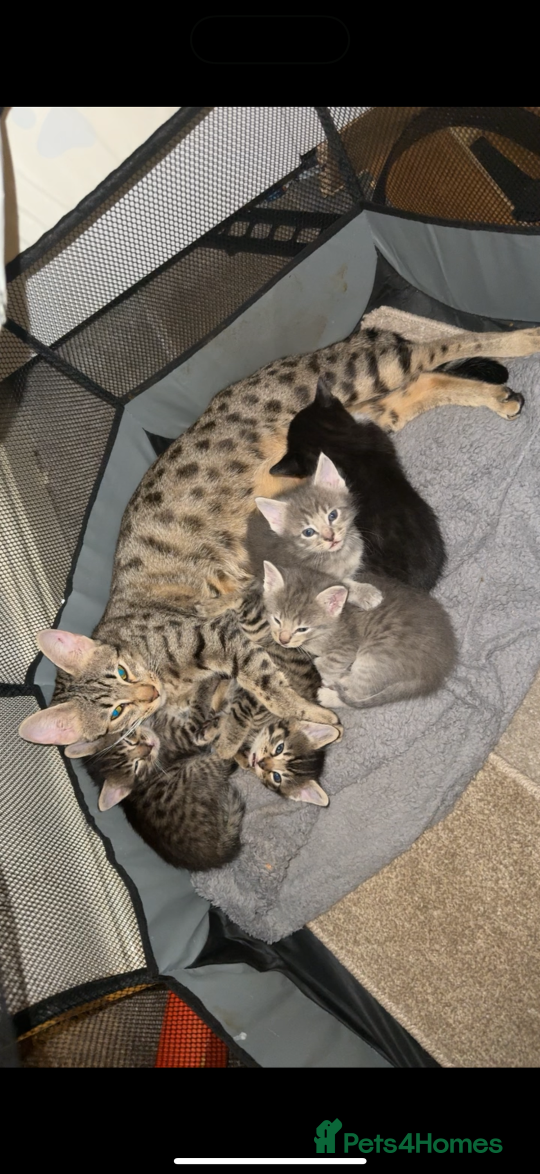 British Shorthair cats for sale: BengalXSavannah  - Image 2