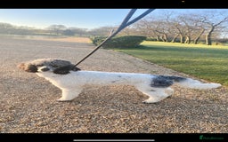 Schnoodle dogs for sale: Stunning F1 Mega Coat Parti Merle Schnoodles  - Image 7