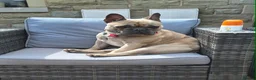 French Bulldog dogs for sale: French Bulldog Puppies – Ready 11th July  in Rossendale - Advert 15