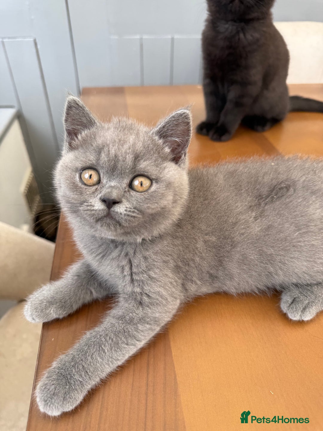 British Shorthair cats for sale: Rare Coloured British Shorthair kittens - Image 30