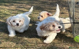 Cavachon dogs for sale: Cavachon puppies  - Image 22