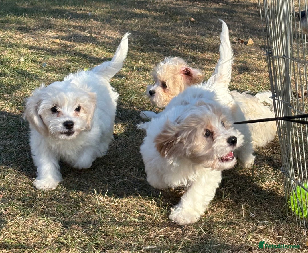 Cavachon dogs for sale: Cavachon puppies  - Image 22