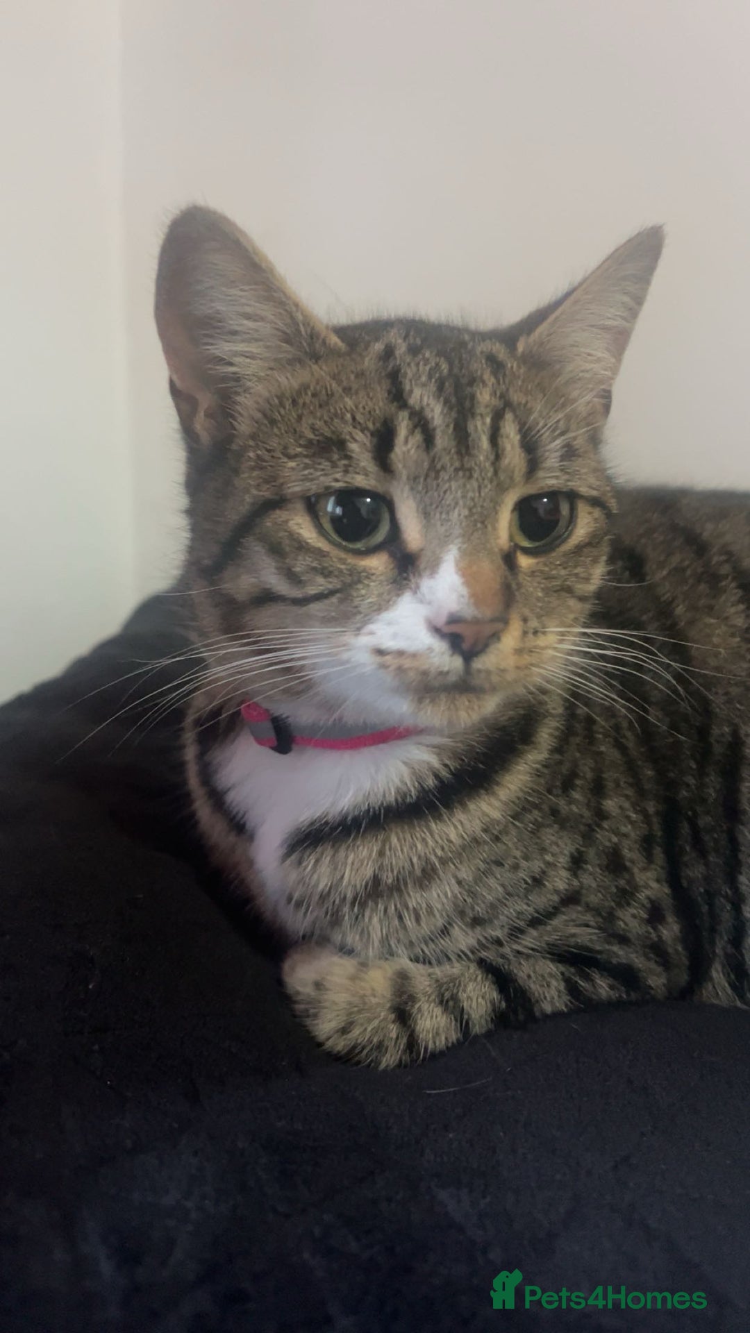 American Shorthair cats for sale: Tabby kittens Ready to go - Advert 11