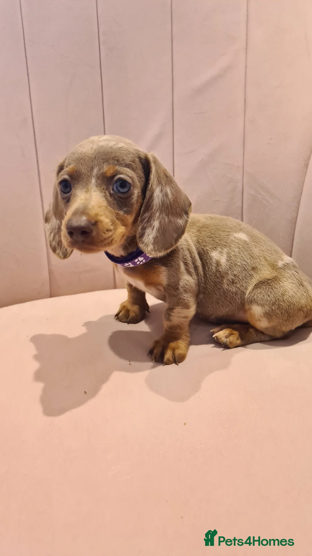 Miniature Dachshund dogs for sale: Lilac dapple daxies ready soon 3 girls 2 boys left - Advert 12