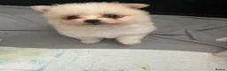 Pomeranian dogs for sale: Pomeranian  - Advert 4