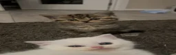 Scottish Fold cats for sale: 3 beautiful scottish straight kittens 🐱  - Advert 7