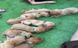 Labrador Retriever dogs for sale: Stunning Fox Red Labrador puppies  - Image 38