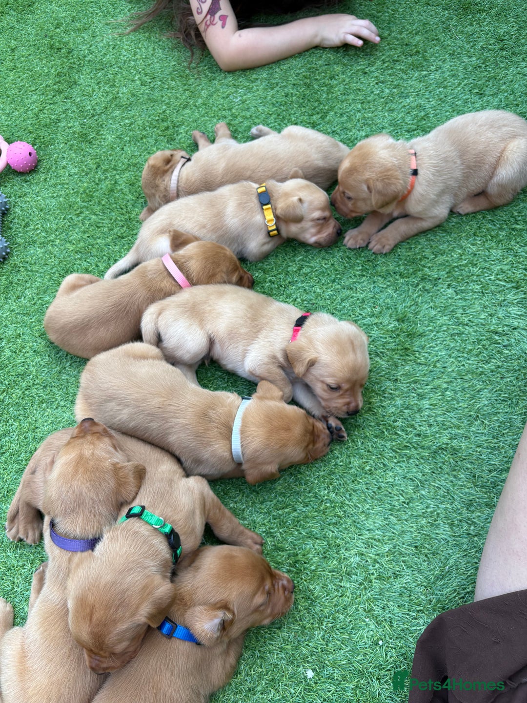 Labrador Retriever dogs for sale: Stunning Fox Red Labrador puppies  - Image 38