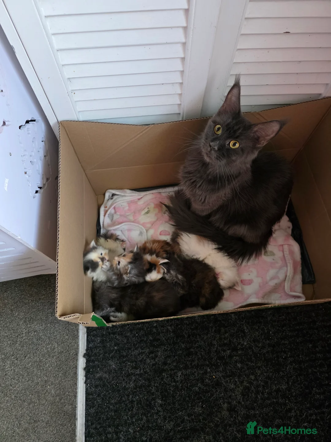 Maine Coon cats for sale: STUNNING MAINE COON KITTENS  - Advert 17