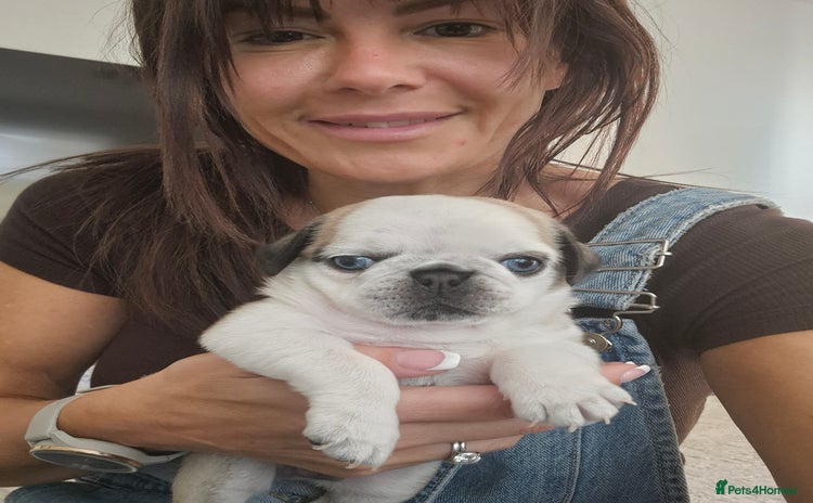 Pug dogs - Advert 7