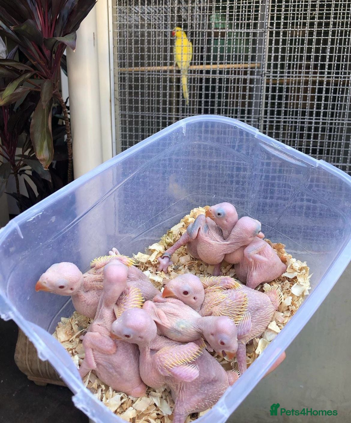 Conures birds for sale: Super tame hand reared ringneck - Advert 7