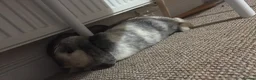 English Lop rabbits for sale: Beautiful boy  - Advert 2