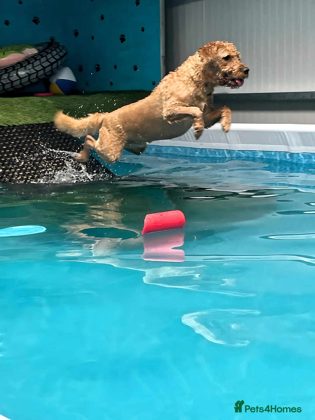 Labradoodle dogs for stud: *FOR STUD* Fox Red Labradoodle Bear- 4 years old.  - Advert 7