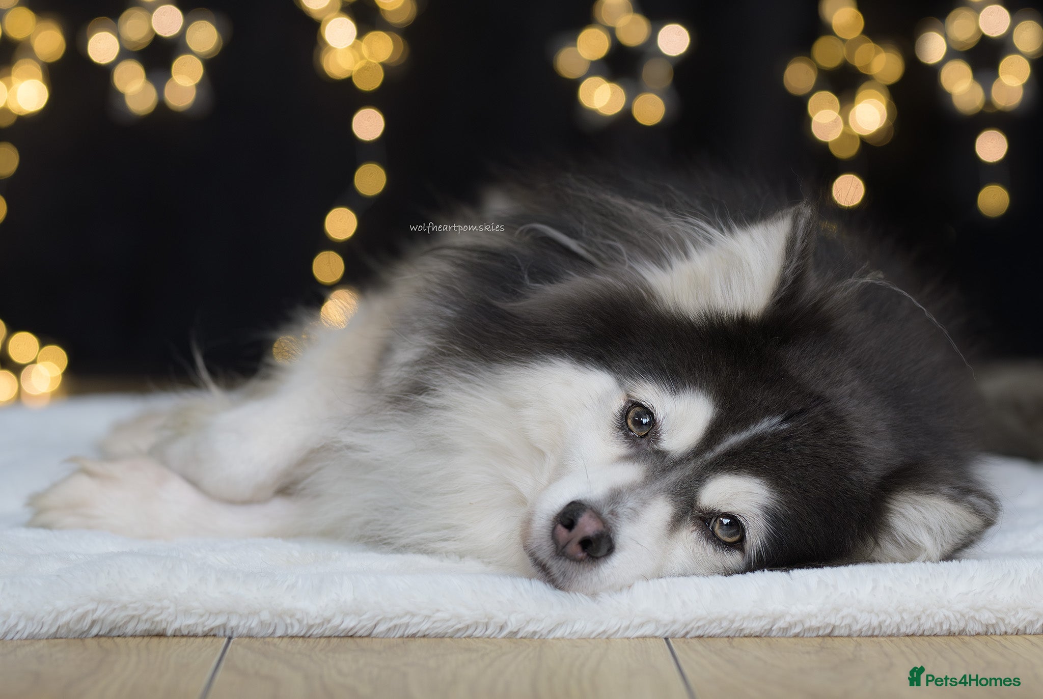 Pomsky dogs F2 Rare Blue/White Pomsky Proven Stud-US Import in Leeds - Advert 1