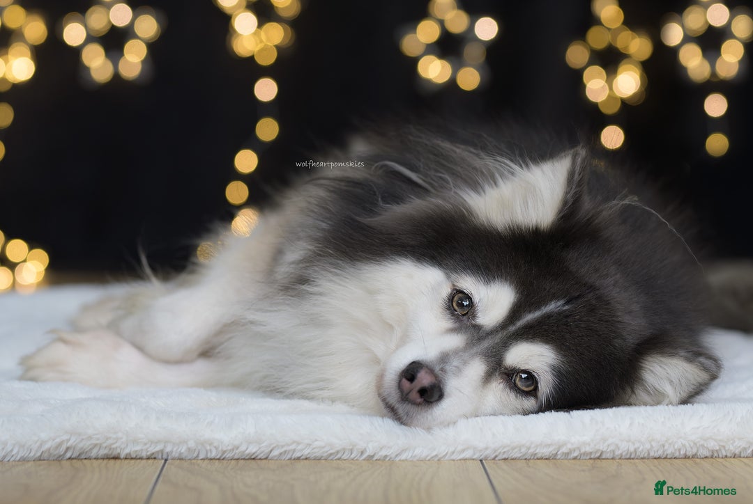 Pomsky dogs for stud: F2 Rare Blue/White Pomsky Proven Stud-US Import in Leeds - Advert 1