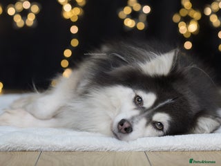 Pomsky dogs F2 Rare Blue/White Pomsky Proven Stud-US Import in Leeds - Advert 5