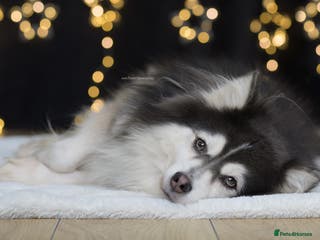 Pomsky dogs F2 Rare Blue/White Pomsky Proven Stud-US Import in Leeds - Advert 1