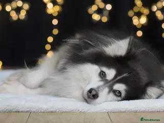 Pomsky dogs F2 Rare Blue/White Pomsky Proven Stud-US Import in Leeds - Advert 1