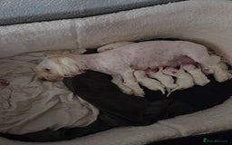 Bichon Frise dogs for sale: Four gorgeous boys and two wonderful girls - Image 9