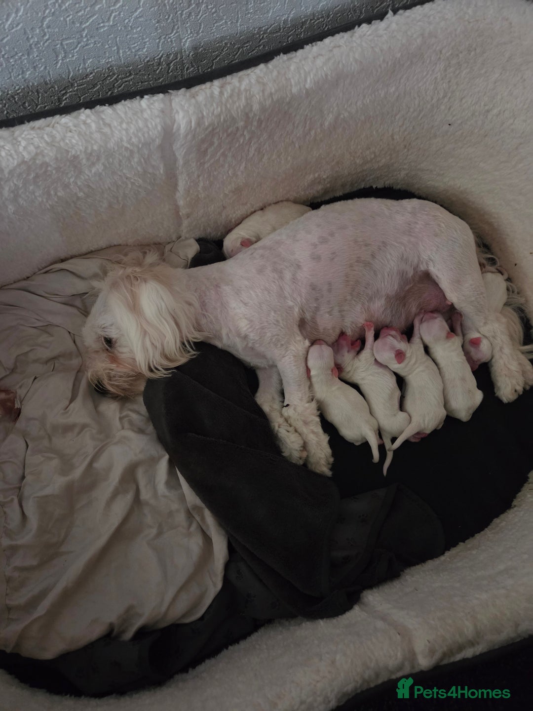 Bichon Frise dogs for sale: Four gorgeous boys and two wonderful girls - Image 9