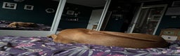 Rhodesian Ridgeback dogs for stud: Rhodesian Ridgeback - Advert 4