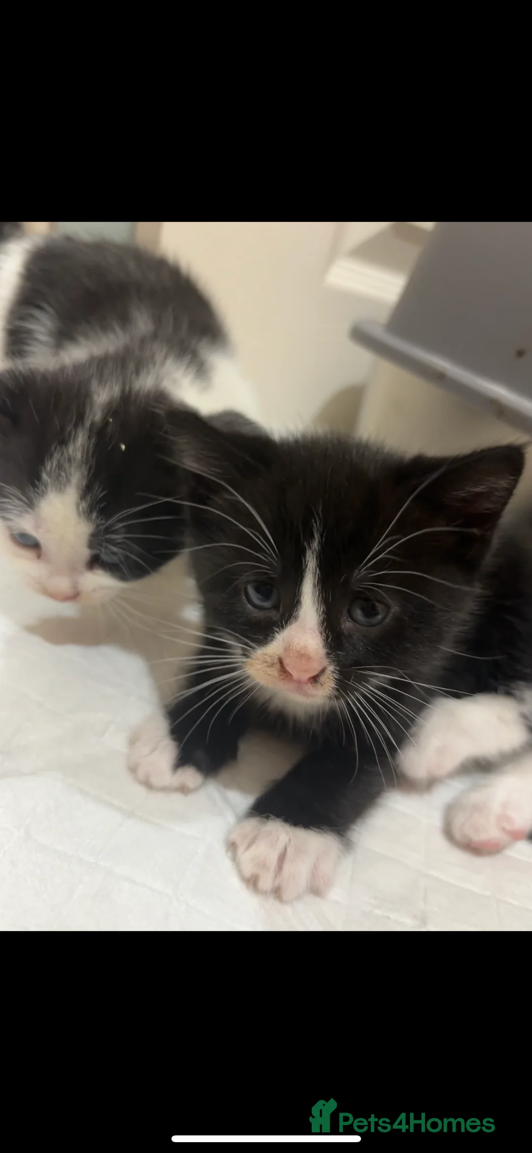 Mixed Breed cats for sale: Black & White mix kittens - Advert 6