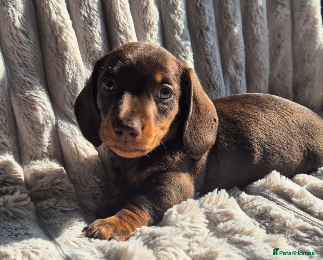 Miniature Dachshund dogs for sale: Last boy available  - Image 1