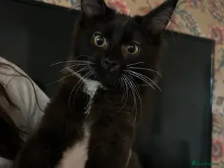 Maine Coon cats Maine coon kittens - Advert 14