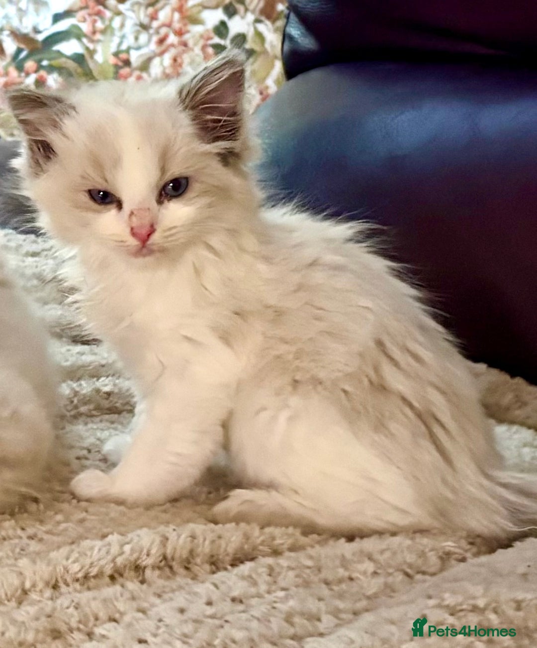 Ragdoll cats for sale: RAGDOLL KITTENS PURE BRED - Advert 7