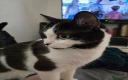 Domestic Shorthair cats for sale: URGENT: Loving Cat Needs Home - Advert 4