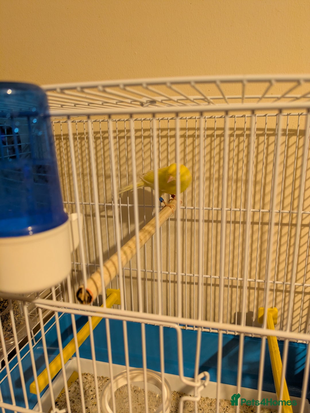 Canaries birds for sale: Pair of German Rhinelander canaries - Advert 4