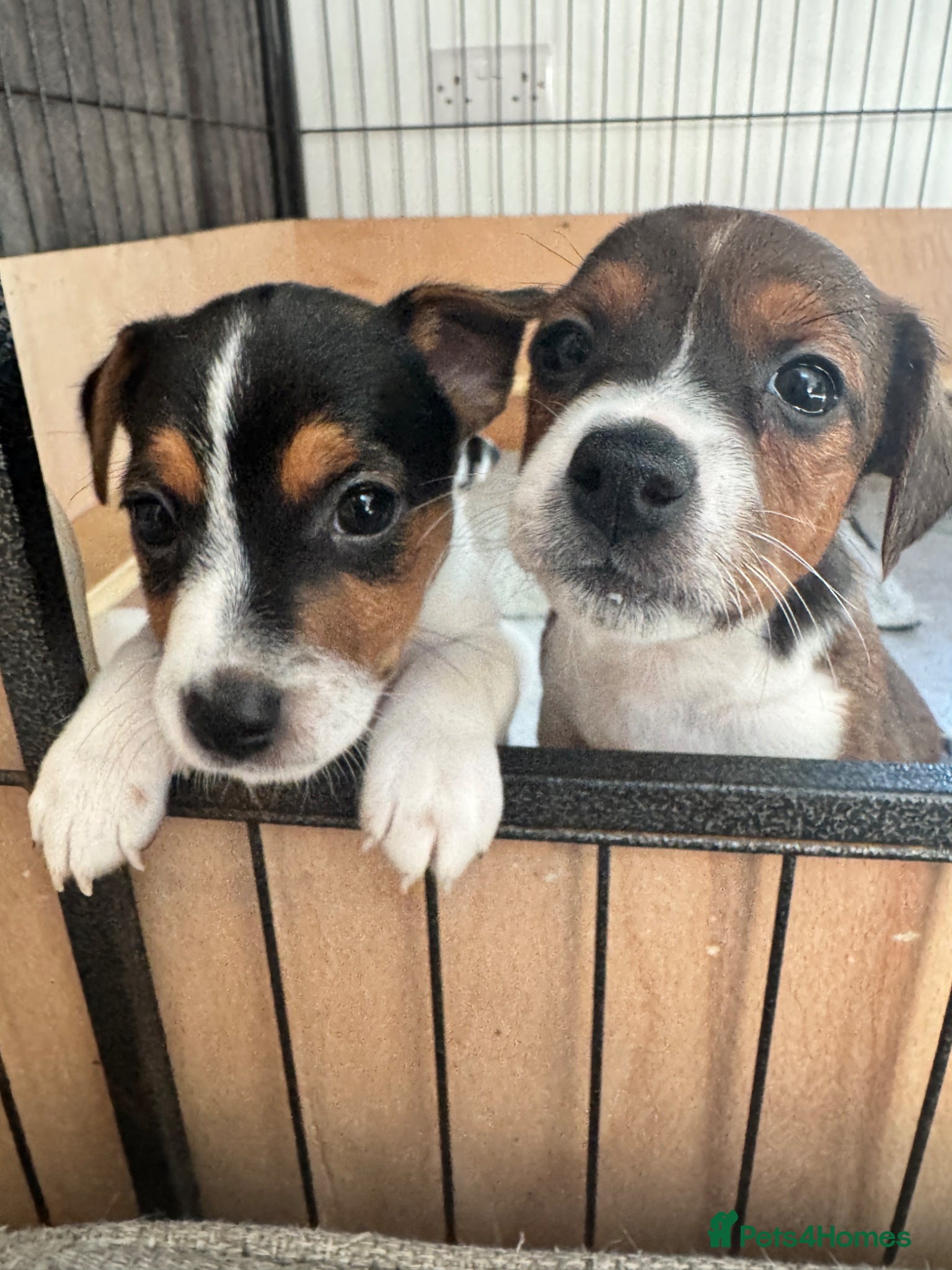 Jack Russell dogs 4 beautiful Jack Russell puppies for sale - Advert 1