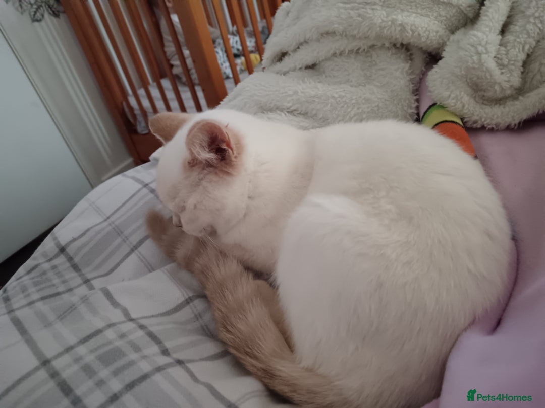 British Shorthair cats for sale: Flame point british shorthair  - Advert 9