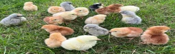 Chickens poultry for sale: 17x PURE BREED Day Old chicks for sale! - Advert 5