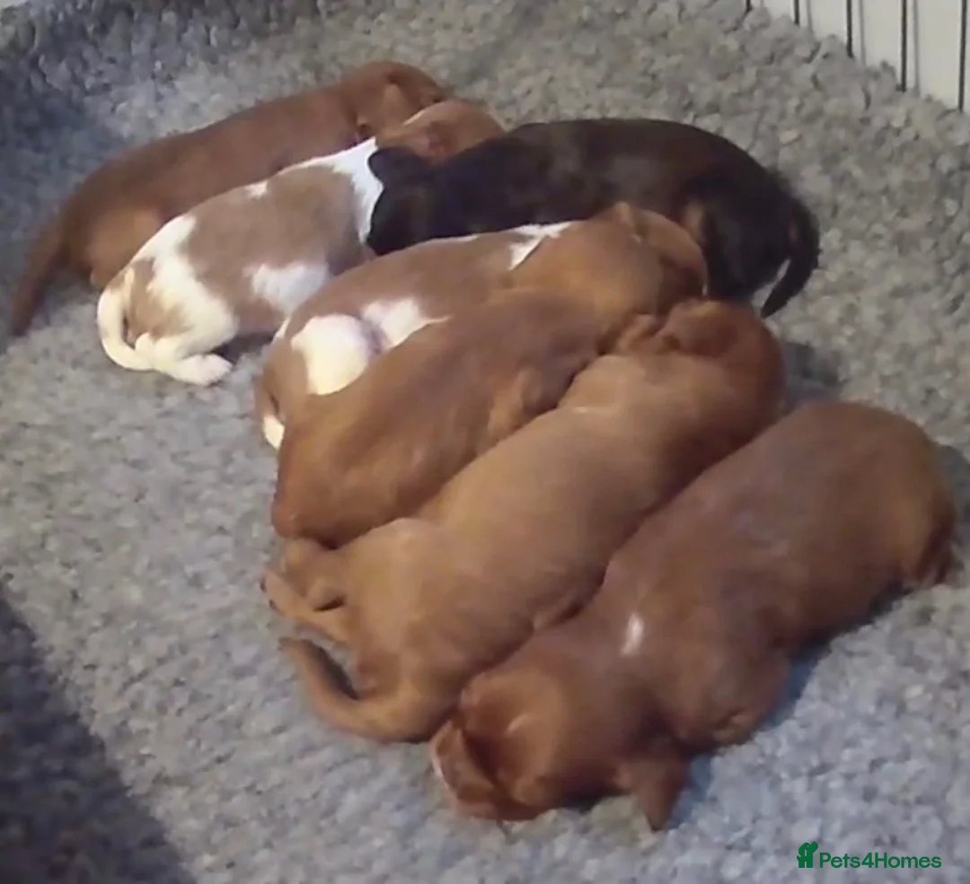 Cavalier King Charles Spaniel dogs for sale: Chocolate Visual CKCS  - Advert 1