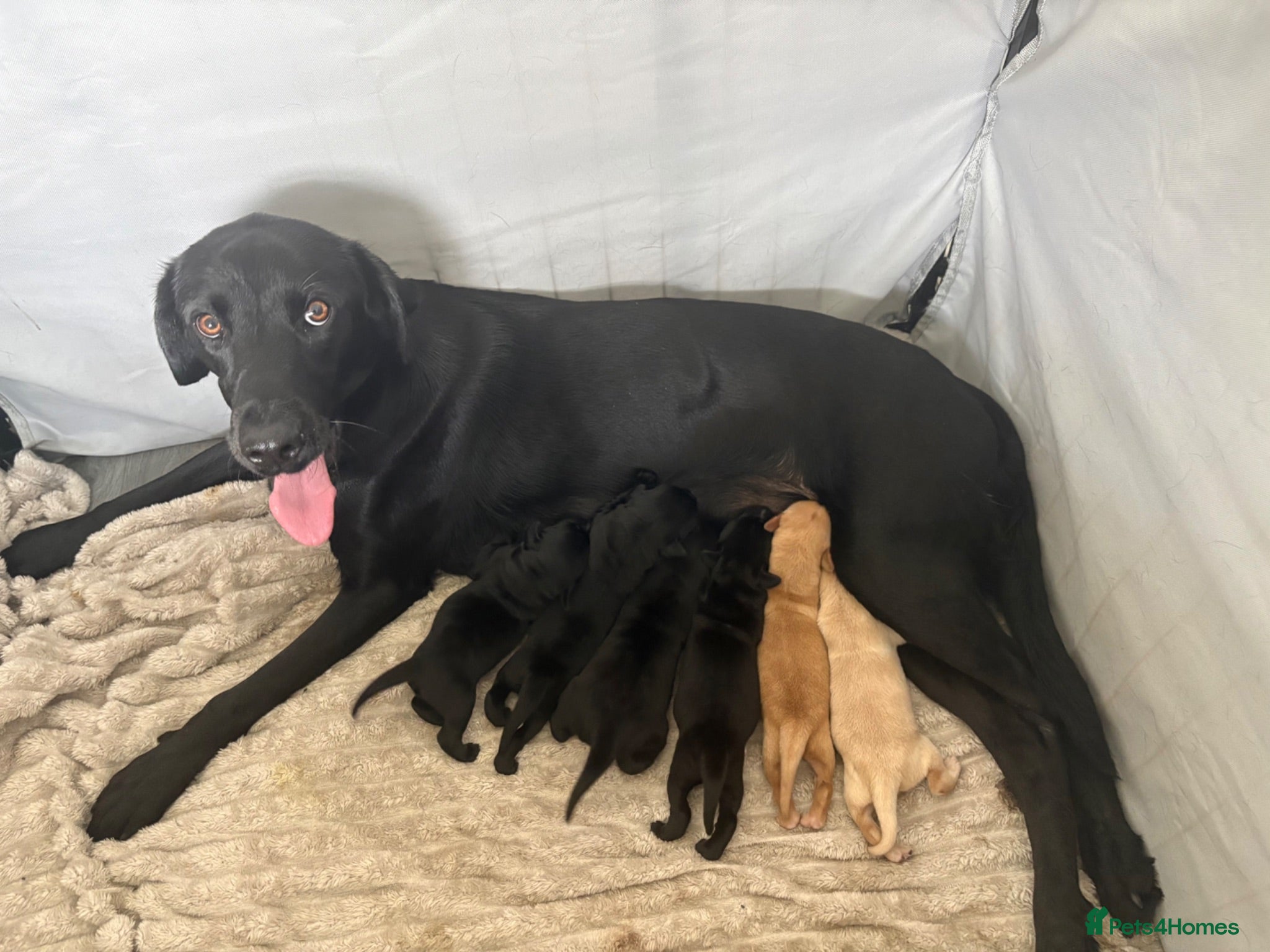 Labrador Retriever dogs Beautiful Litter of 6 Labrador Puppies - Advert 11