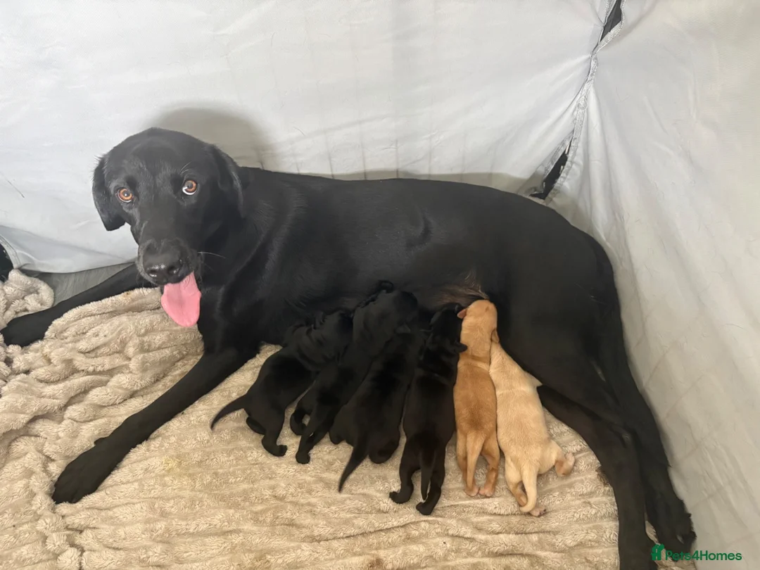 Labrador Retriever dogs for sale: Beautiful Litter of 6 Labrador Puppies in Middlesbrough - Advert 1