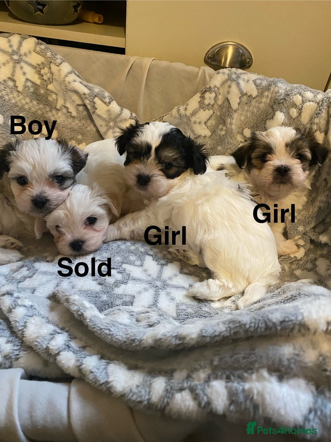Malshi dogs for sale: Malshi puppies - Advert 5