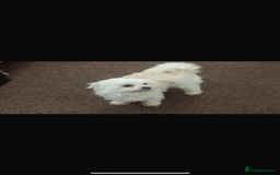 Malshi dogs for sale: Malshi puppy’s  - Image 6