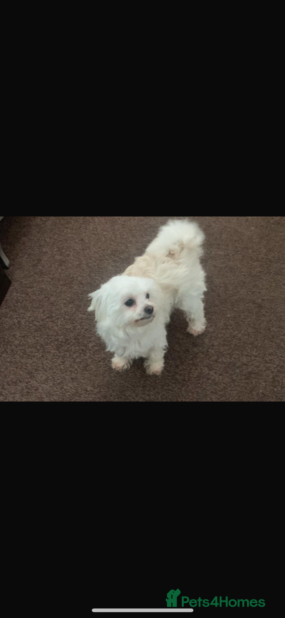 Malshi dogs for sale: Malshi puppy’s  - Image 6