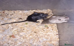 Gerbil rodents for sale: Super friendly gerbils from hobby breeder  - Image 9