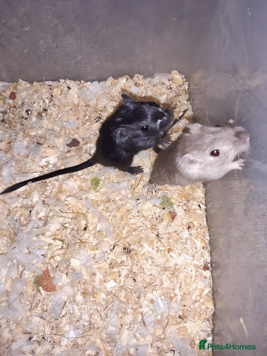 Gerbil rodents for sale: Super friendly gerbils from hobby breeder  - Image 9