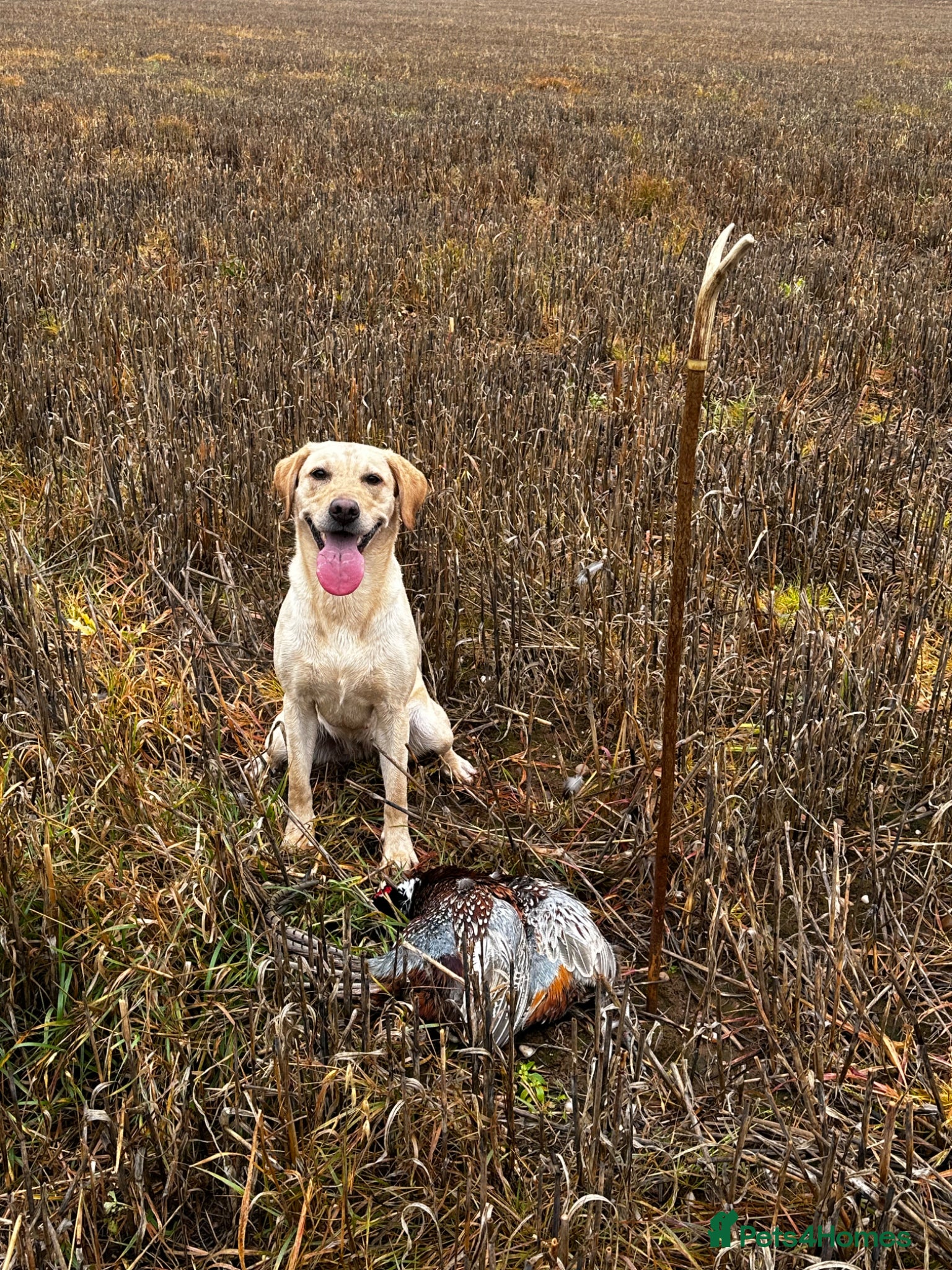 Labrador Retriever dogs FTCH sired black litter ready for homes 28th April - Advert 18