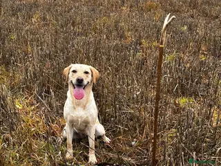 Labrador Retriever dogs FTCH sired black litter ready for homes 28th April - Advert 18