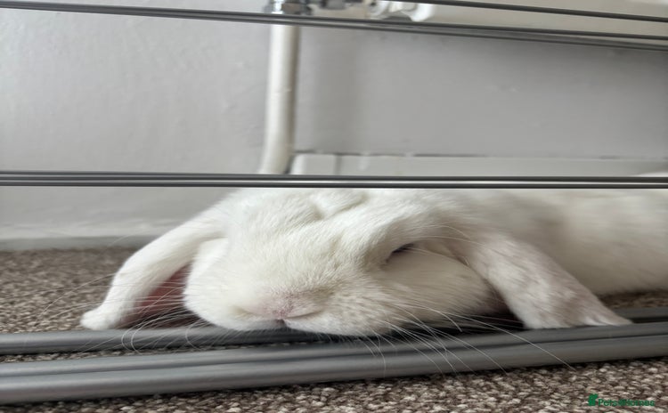 Mixed Breed rabbits - Advert 6
