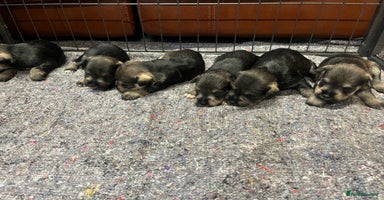 Miniature Schnauzer dogs - Advert 2