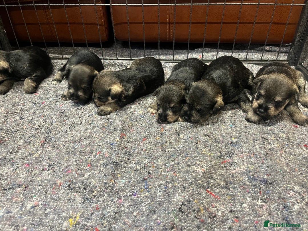 Miniature Schnauzer dogs for sale: KC Miniature Schnauzer Puppies - Image 2
