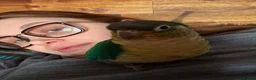Conures birds for sale: Green Cheek Conure Looking for His Forever Home - Advert 34