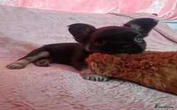 French Bulldog dogs for sale: Lua - Frenchie Fluffy - Image 1