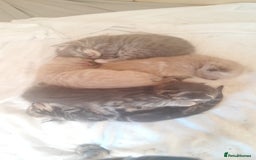 British Shorthair cats for sale: 3 male, 2 female British shorthair - Advert 9